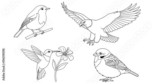 Outlines of a robin on a branch, an eagle about to land, a hummingbird drinking from a bloom, and a sparrow offer a glimpse into the natural beauty and artistic possibilities within this graphic