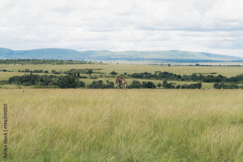 Fototapeta premium マサイマラ国立保護区を歩くキリン