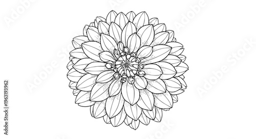 Intricate Dahlia Flower Line Art Illustration with Layered Petals Botanical Sketch Vector