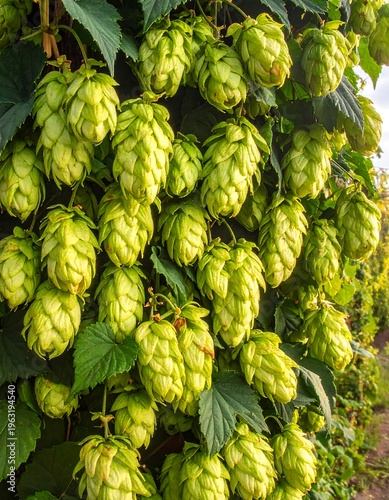 Close-up of lush green hops growing in a vertical garden, ready for harvest