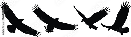 Collection of majestic eagle silhouettes in soaring and diving flight positions isolated on white background for wildlife and freedom concepts