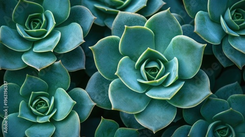 Close-up of many teal succulents
