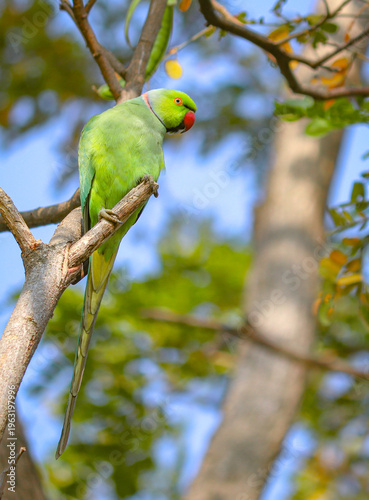 Rose-ringed parakeet natural behavior and connection amidst a softly blurred forest background