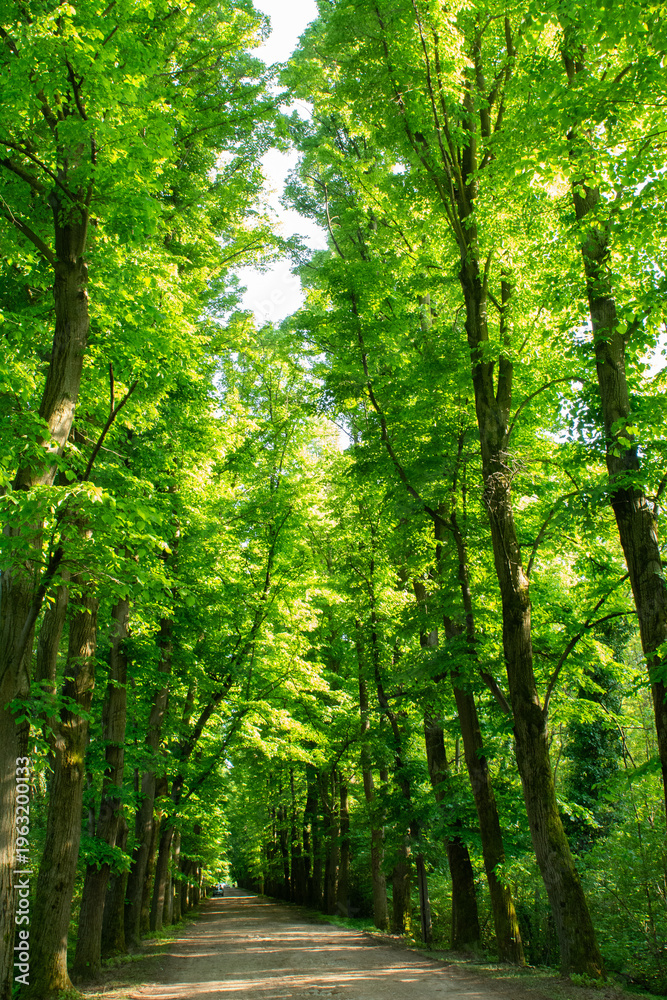 Fototapeta premium path in the forest