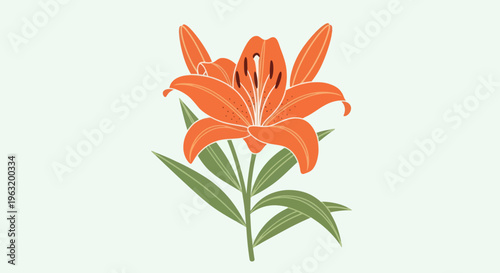Vibrant Orange Lily Flower Blooming.