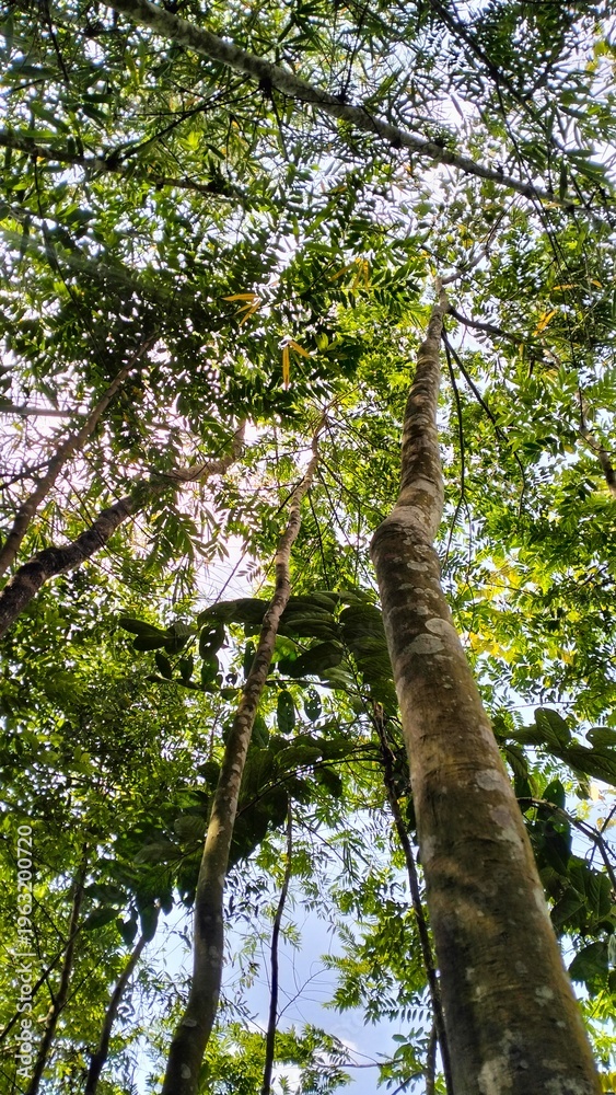 Fototapeta premium trees in the forest View of a tree photographed from below