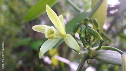 close up of vanilla flowers blooming in the morning