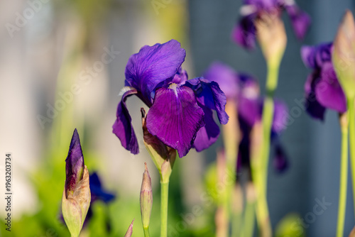 Iris flower in the garden, spring background