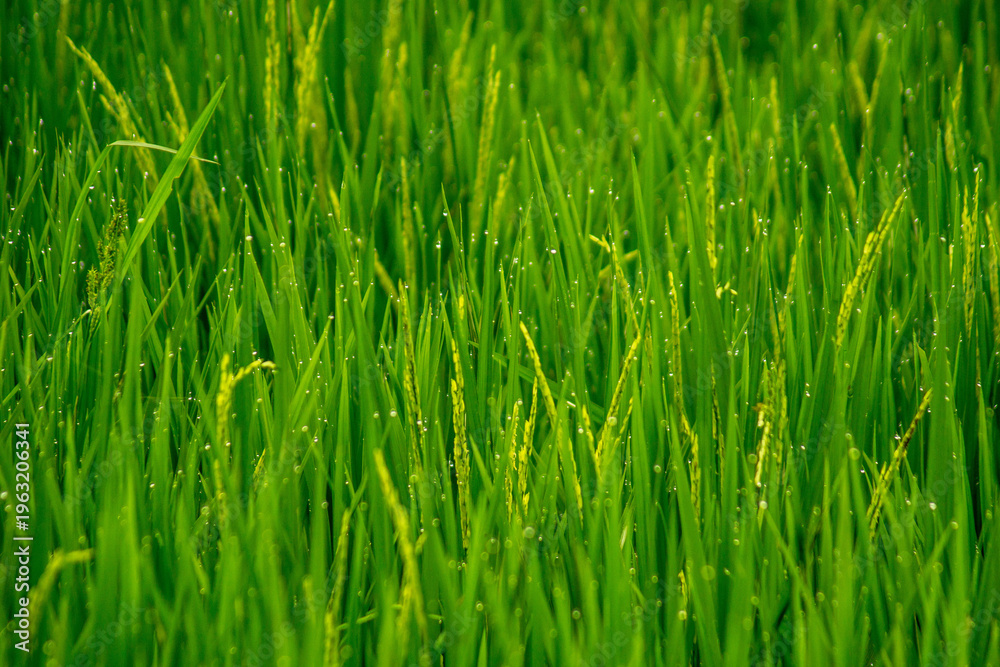 Obraz premium Beautiful morning view in Indonesia, panoramic landscape of rice fields with mountain ranges and clear sky