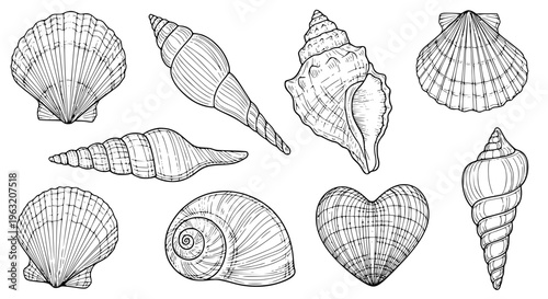 Hand Drawn Seashell Collection Vector with Scallops Whelks Spiral and Coastal Shells