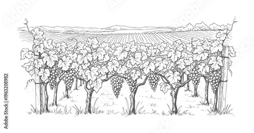 Black and white of a vineyard with ripe grapes and rolling hills vines leaves
