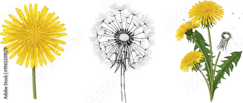Dandelion Flower Vector Set Featuring Bloom, Seed Head, and Wild Plant Illustration with Detailed Botanical Elements for Nature, Herbal, and Garden Design Projects