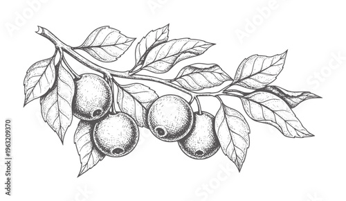 Hand drawn branch with ripe berries and leaves vintage botanical