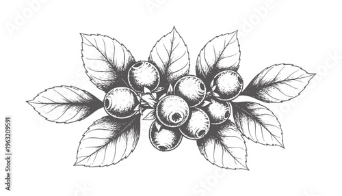 Hand drawn cluster of blueberries with leaves in grayscale blueberry fruit leaf