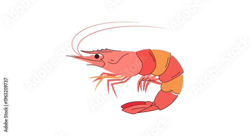 Colorful Shrimp Side View Illustration.