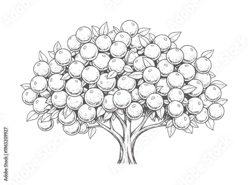 Hand drawn of a fruit tree laden with round fruits and leaves