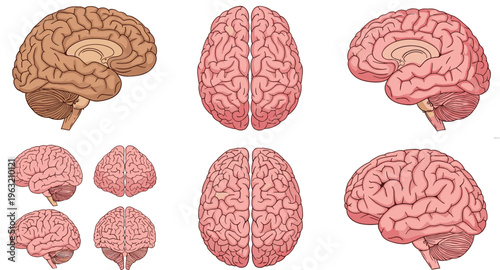 Human Brain Anatomy Vector Set Featuring Detailed Views of Cerebrum, Hemispheres, and Neural Structure for Medical, Science, Education, and Healthcare Design Projects