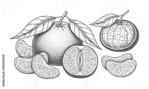Hand drawn tangerine fruit with leaves and segments white citrus leaf