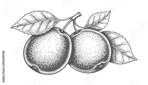 Two ripe apples with leaves a branch in vintage engraving style fruit food nature