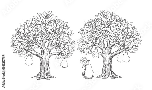 Two line pear trees with ripe pears hanging from branches fruit nature harvest