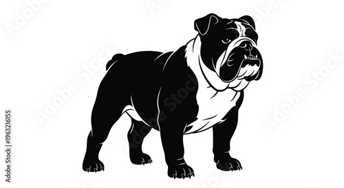 Black and white bulldog standing isolated on white background