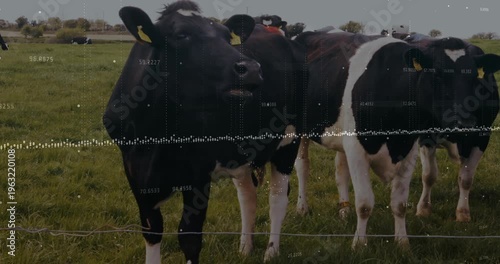 Holstein dairy cows grazing behind wire fence, displaying live sensor data overlay in 3D render