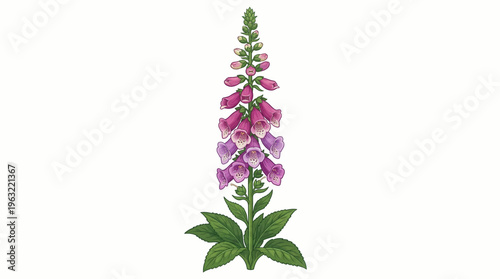 vertical vector illustration of a blooming foxglove flower with purple bell-shaped petals