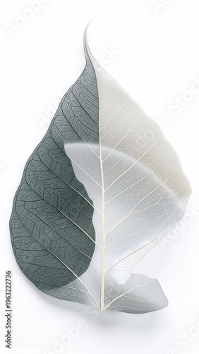 leaf on a white background