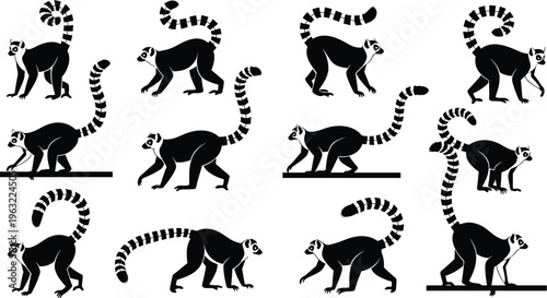 Large collection of black ring tailed lemur silhouettes featuring various active poses including walking sitting and jumping isolated vector illustration on white background.