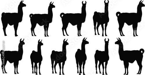 Llama and alpaca black silhouette collection featuring various standing poses and profiles of South American farm animals for livestock and nature wildlife design.