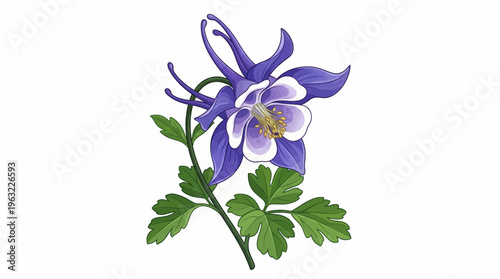 vector illustration of a blooming columbine flower with unique spurred petals