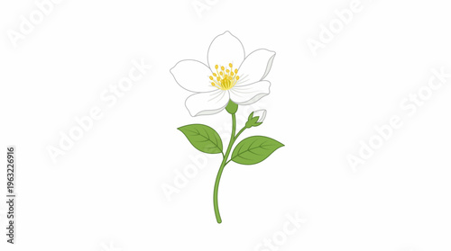 white jasmine flower vector illustration with green leaves