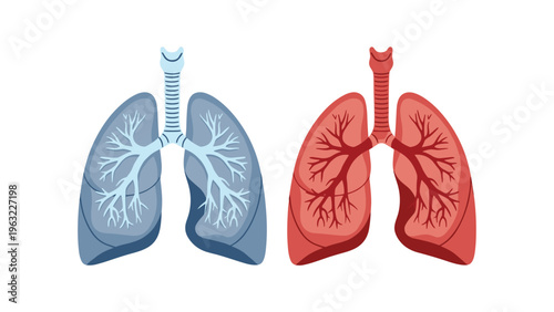 Anatomical illustration of two sets of human lungs side by side shown in contrasting blue and red color schemes.