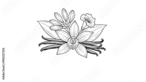 Artistic line drawing of a vanilla flower cluster with green leaves and beans in a balanced botanical illustration.