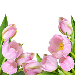 Beautiful pink tulip flowers and green leaves in a bottom border arrangement isolated on white or transparent background
