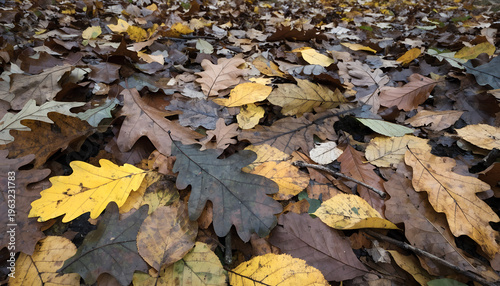 Autumn background with colorful fallen leaves in shades of green, brown, and yellow. Natural seasonal texture perfect for eco design, nature concepts, ... See More
