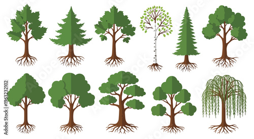 Diverse tree types with roots and leaves on white background