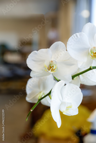 Orchidée
