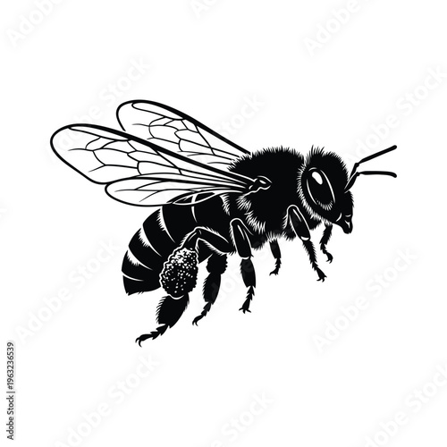 Black and white of a bee with pollen insect striped wings