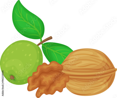 Walnuts showing green fruit, shell, and kernel