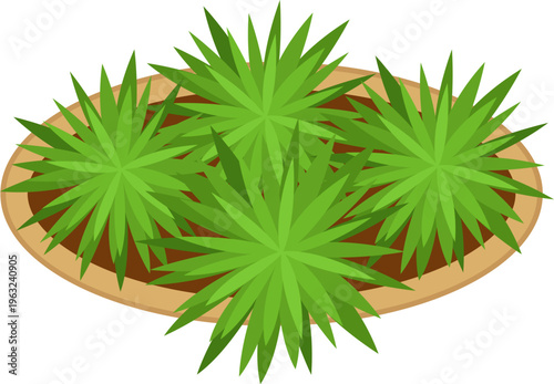 Green agave succulents growing in oval planter top view