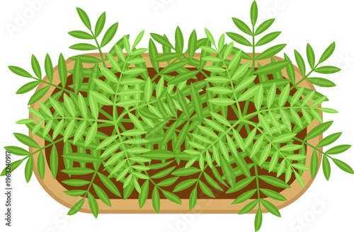 Green plants growing in a rectangular pot