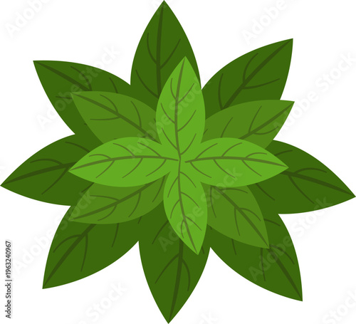 Green plant leaves growing from top view