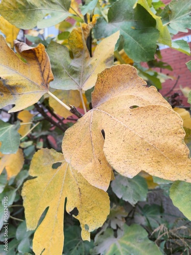 Golden Autumn Fig Leaves, Seasonal Botanical Background, Natural Foliage Wallpaper
