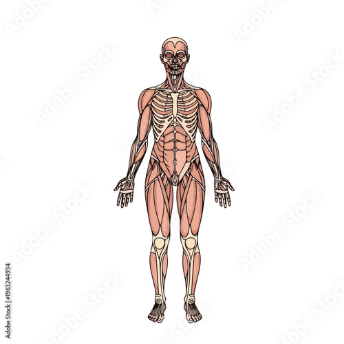 Detailed illustration depicting the human anatomy of the musculoskeletal system