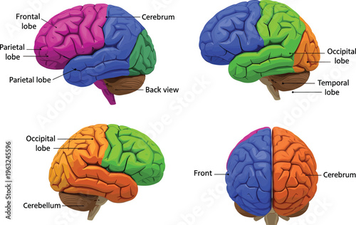 Detailed educational illustration of human brain anatomy showing frontal, parietal, occipital, and temporal lobes with cerebrum and cerebellum labeled in multiple views for medical learning.