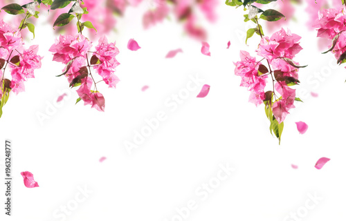 Tableau sur toile Pink bougainvillea flowers hanging from the top with falling petals isolated on white background, floral spring banner