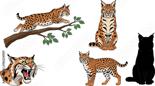 Photography Eurasian lynx wild cat set with different poses including jumping sitting walkin