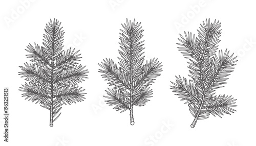 Black and white coniferous branch with needles branches pine