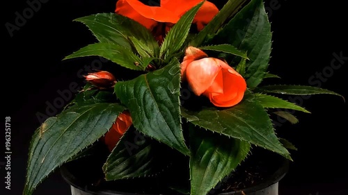 Fioritura rapidadi fiori in metodo timelapse